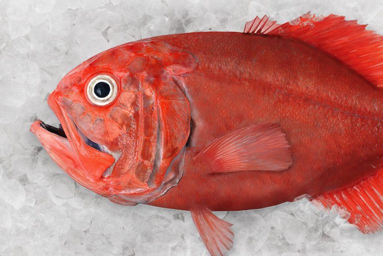Orange roughy most visited species profile on OpenSeas to